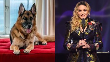 Cão Gunther 6º (Foto: Divulgação) e Madonna (Foto: Nicholas Hunt/Getty Images)