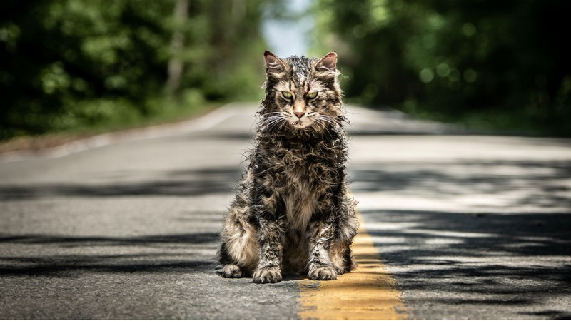 O gato Church é o primeiro a voltar ao mundo dos vivos em Cemitério Maldito (Foto: Divulgação)