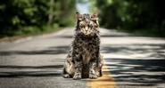 O gato Church é o primeiro a voltar ao mundo dos vivos em Cemitério Maldito (Foto: Divulgação)