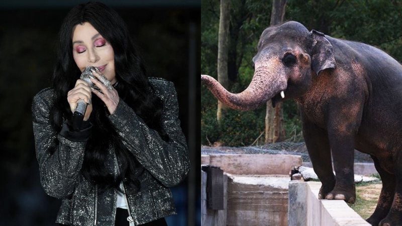 Cher canta em comício para Joe Biden / Kaavan, em zoológico no Paquistão (foto: Getty Images / reprodução Twitter)