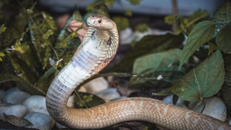 Cobra naja fotografada no Zoológico de Brasília (Foto: Reprodução/Ivan Mattos/Zoológico de Brasília)