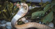 Cobra naja fotografada no Zoológico de Brasília (Foto: Reprodução/Ivan Mattos/Zoológico de Brasília)