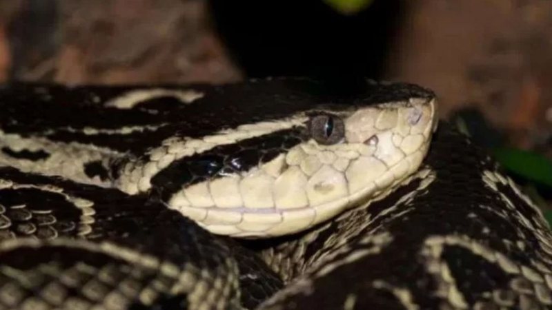 Cobra jararacuçu (Foto: Reprodução/Instituto Butantan)