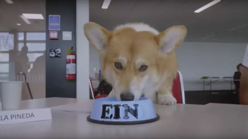 O ator canino que irá interpretar Ein, de Cowboy Bebop, na série da Netflix (vídeo: reprodução Netflix)