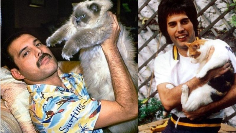 Freddie Mercury com seus gatos (Foto: reprodução)