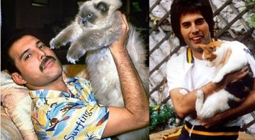 Freddie Mercury com seus gatos (Foto: reprodução)