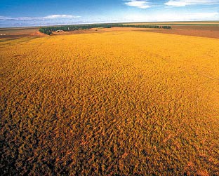 A soja domina os campos de Uruçuí - André Pessoa