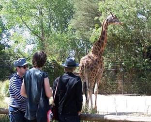 Os integrantes do Hot Chip visitam um zoológico inglês - Reprodução/MySpace