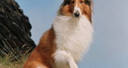 Lassie