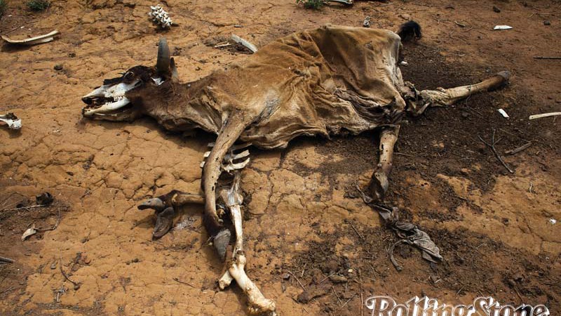 <b>VIDA SECA</b> Muitos produtores de gado perderam animais para a seca. Os cadáveres são depositados nos chamados “cemitérios de ossos”, que acabam se tornando foco de doenças que afetam o restante do rebanho - Flavio Forner