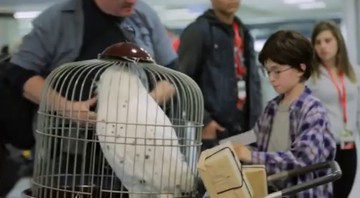 Harry Potter na Penn Station - Reprodução/vídeo