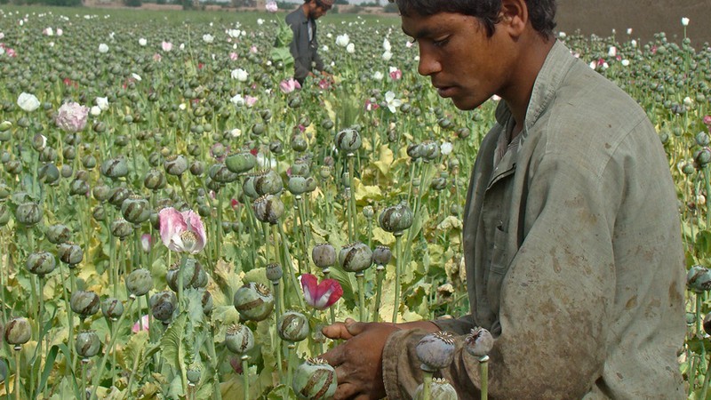 Nesta foto de abril de 2014, trabalhadores rurais colhem ópio cru em campo de papoula no sul do Afeganistão.  - Abdul Khaliq/AP