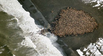 <b>REUNIÃO RECORDE</b><br>
Com o derretimento das geleiras, as morsas, como essas no Alasca, estão aparecendo em locais costeiros em
números nunca antes registrados. - Corey Accardo/ Ap Photo/ Noaa