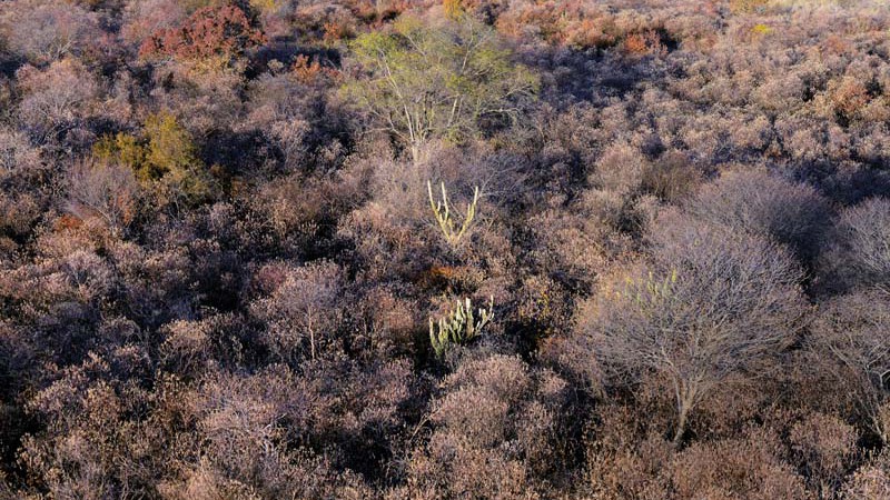 Imagem aérea do Corredor Ecológico Capivara-Confusões, na zona rural da cidade de São Raimundo Nonato, no Piauí - André Pessoa