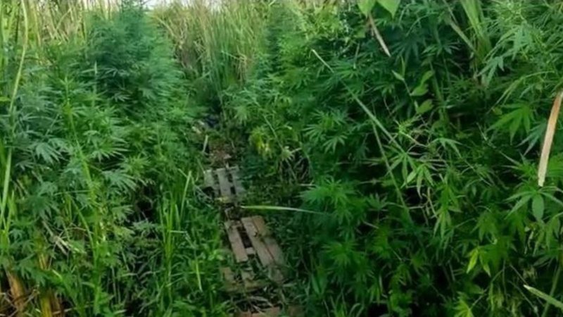 Pés de maconha nas margens do rio em Ibitinga, interior de São Paulo (Foto: Reprodução/Polícia Ambiental)