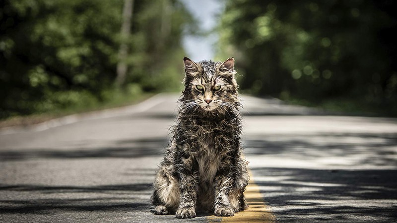 Gatinho Leo em Cemitério Maldito (Foto: Divulgação)