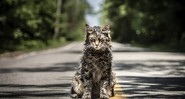 Gatinho Leo em Cemitério Maldito (Foto: Divulgação)