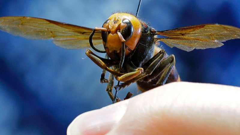 Vespa gigante asiática (Foto: AP)