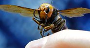 Vespa gigante asiática (Foto: AP)