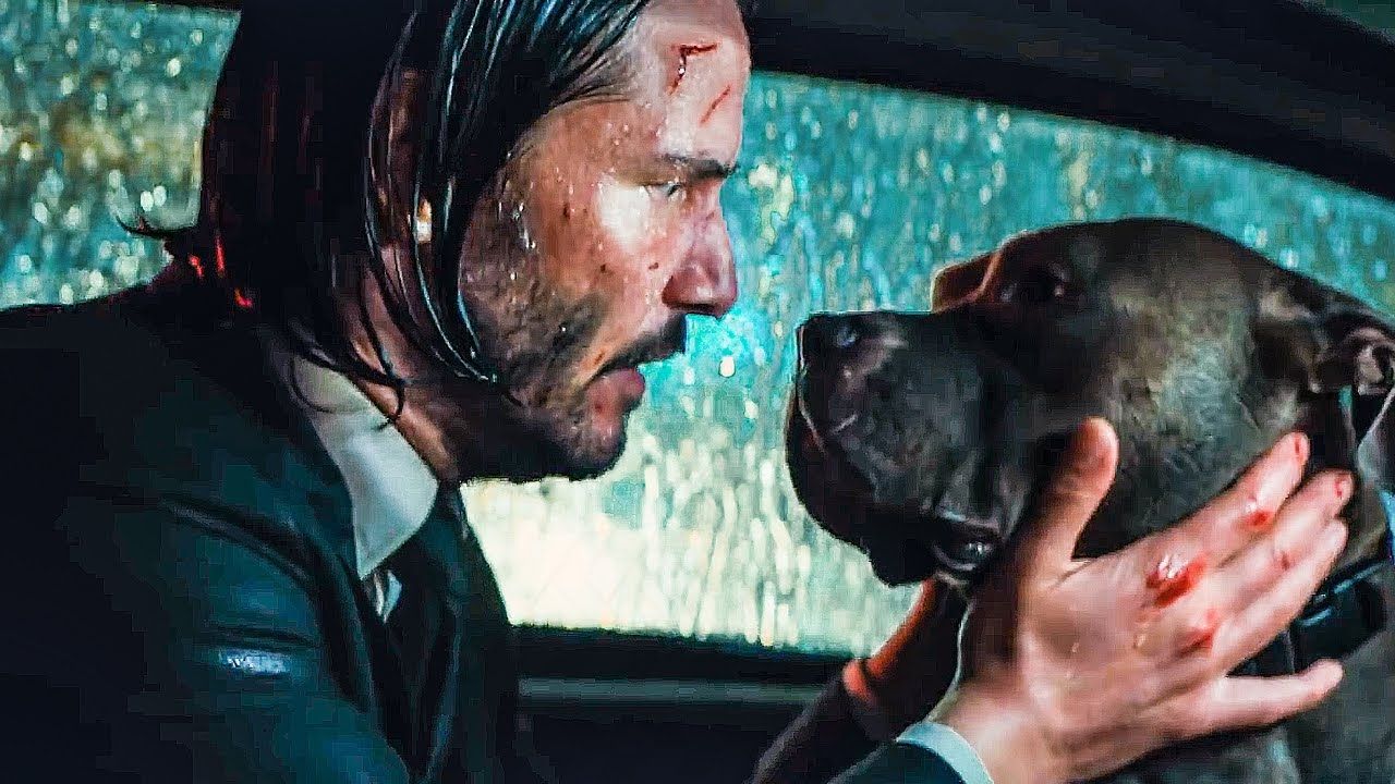 7 curiosidades sobre os cachorros de John Wick - mas atenção: é fofura  demais