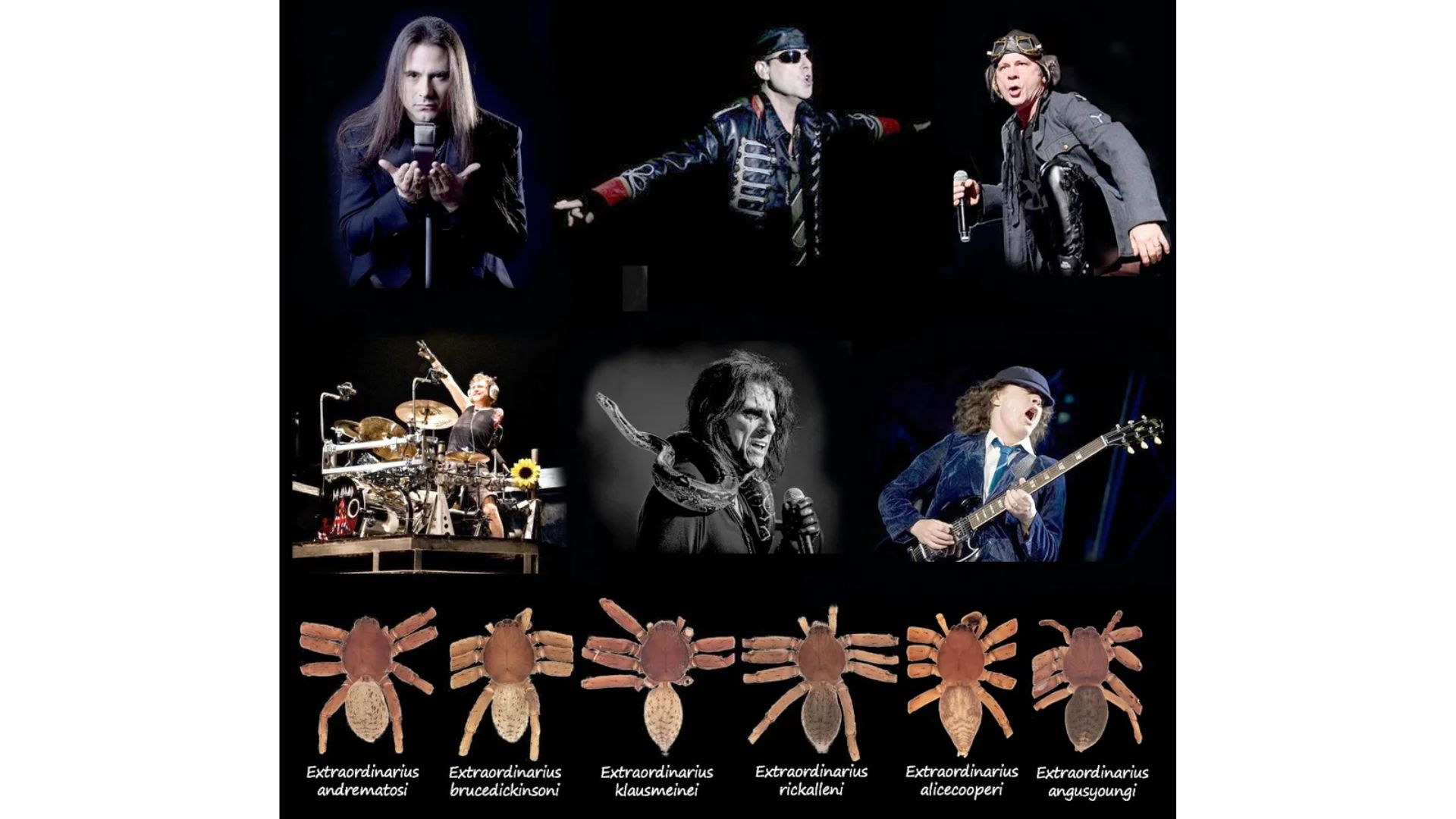 Espécies de aracnídeos homenageadas com nomes de astros do rock