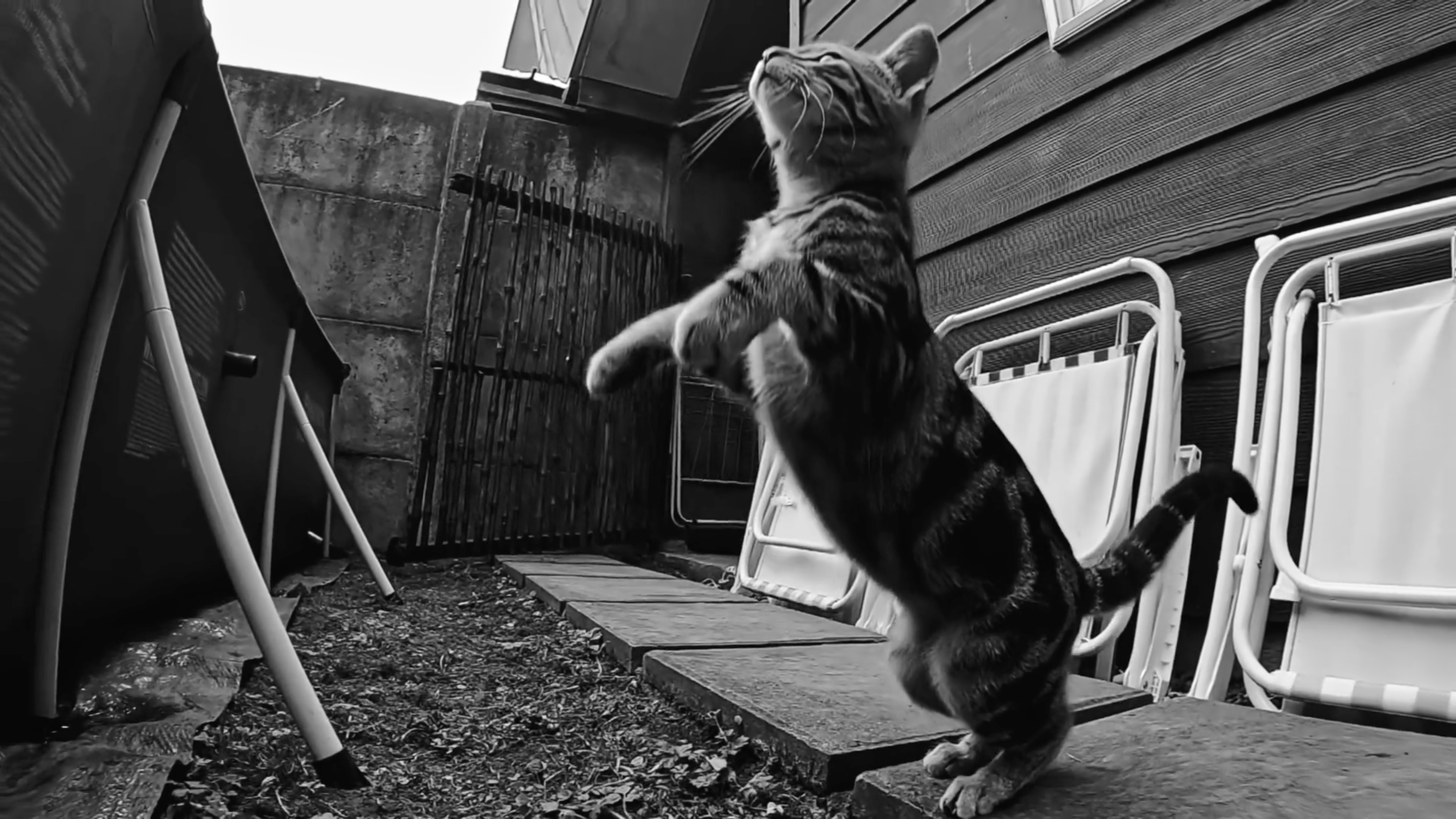 Vídeos de gatinhos ganham festival de cinema em Nova York