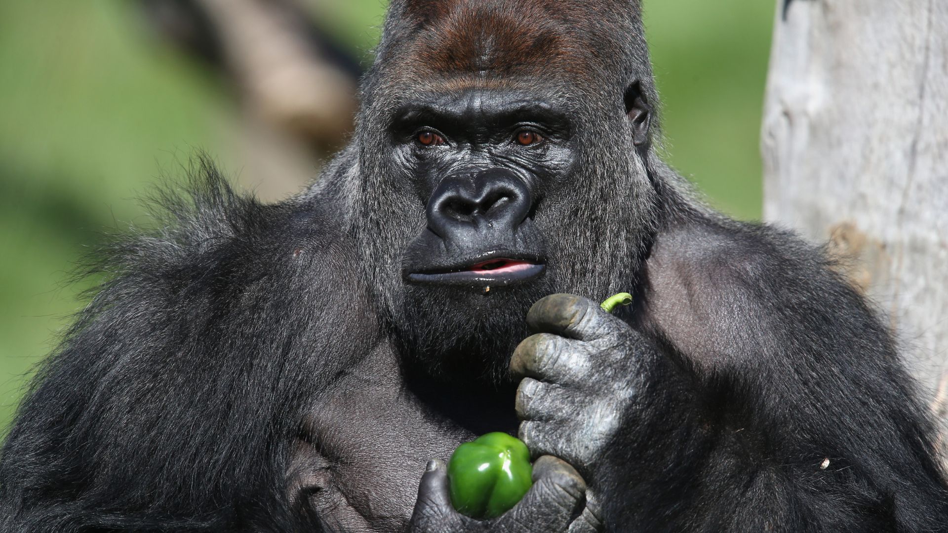 Você e 99 amigos conseguiriam derrotar esse nobre primata?