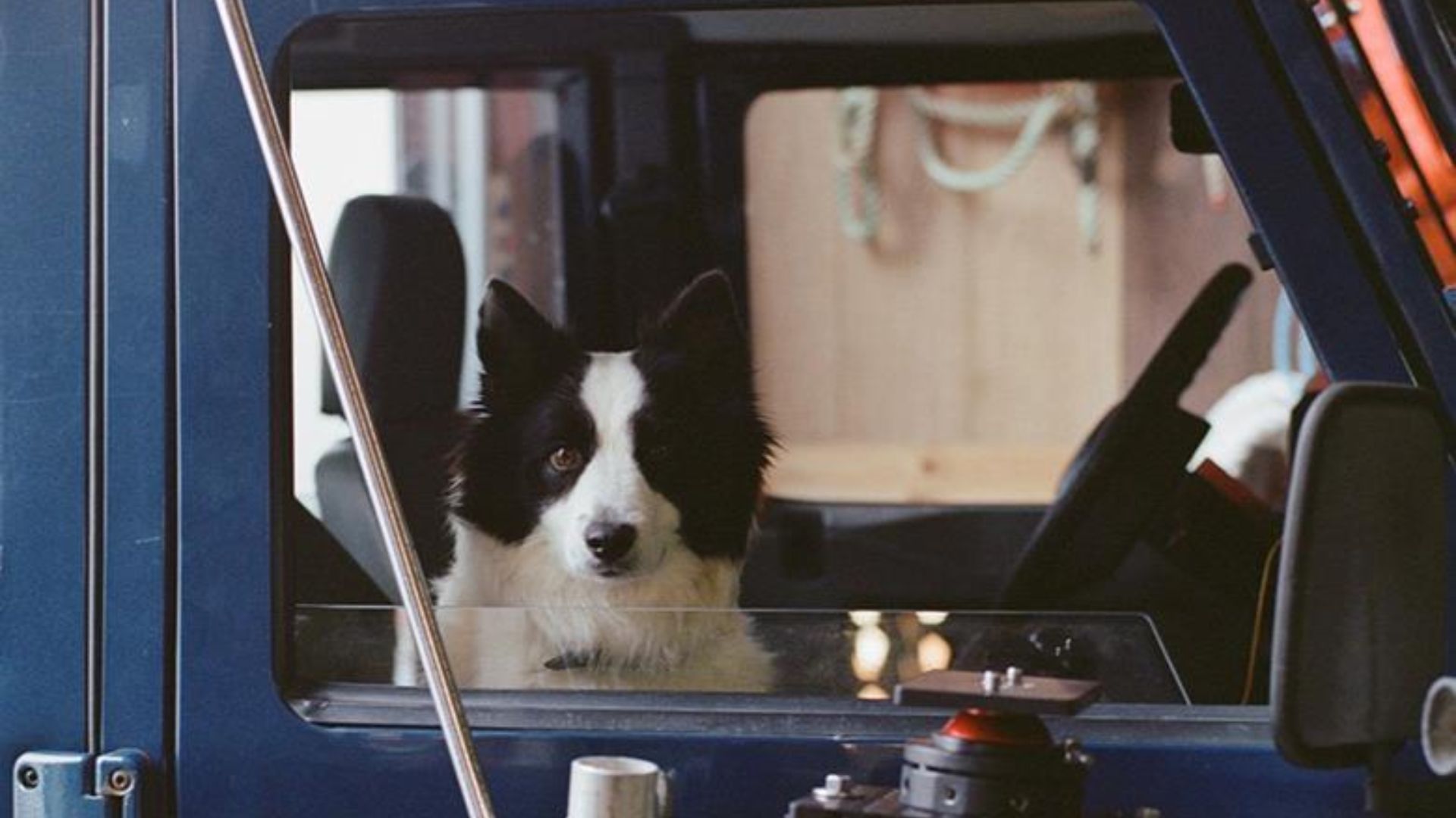 Cadela Panda vence a Palm Dog 2025 no Festival de Cannes