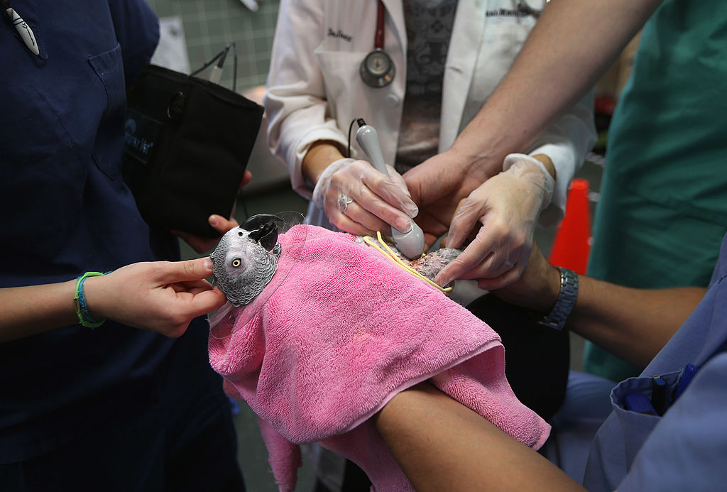 Os papagaios resgatados têm penas cortadas e danificadas