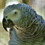 O TikTok está obcecado por papagaios. Isso alimenta um mercado negro global