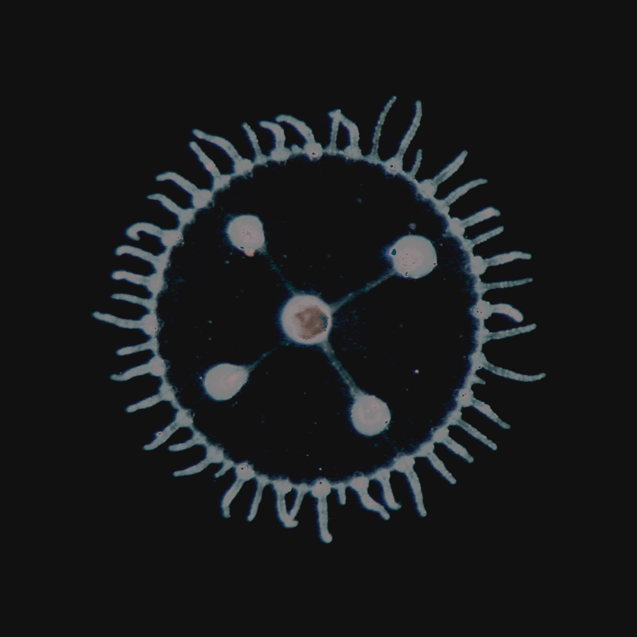 Capa de Um Mar Pra Cada Um, de Luedji Luna