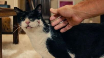 Gatas de ‘O Agente Secreto’ recebem prêmio inusitado no Festival de Nova York