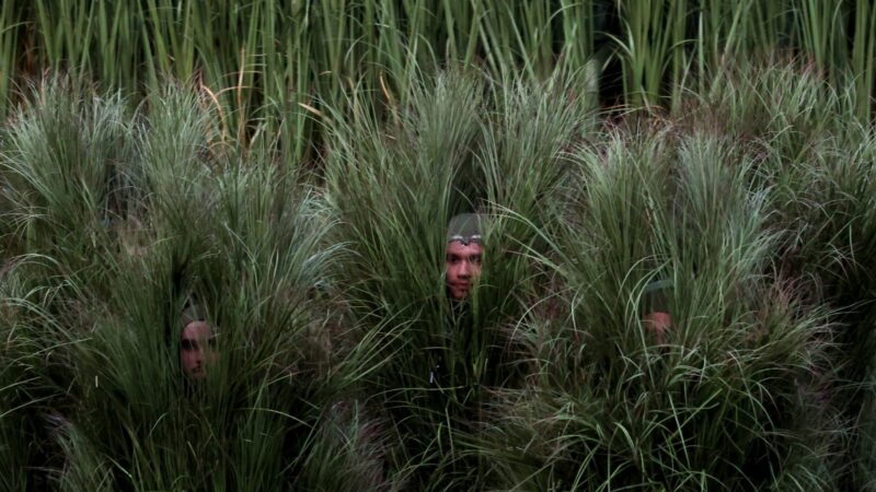 Arbusto Super Bowl, Bad Bunny