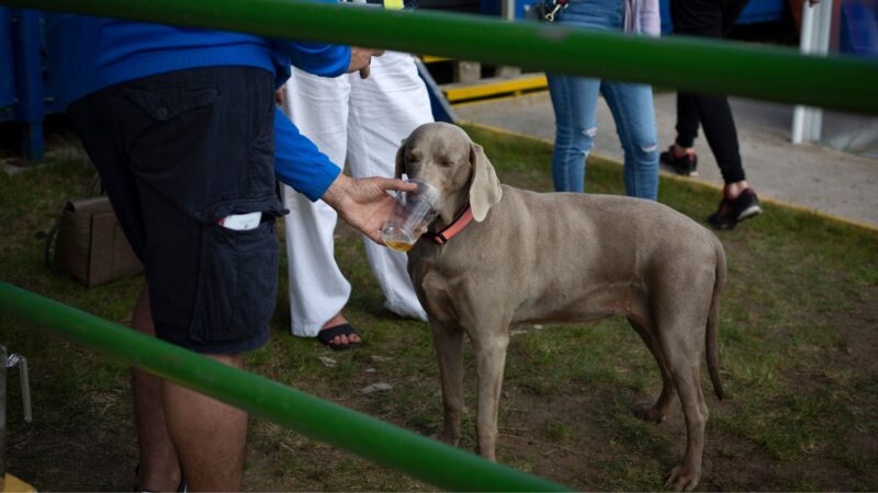 Cachorro bebendo cerveja