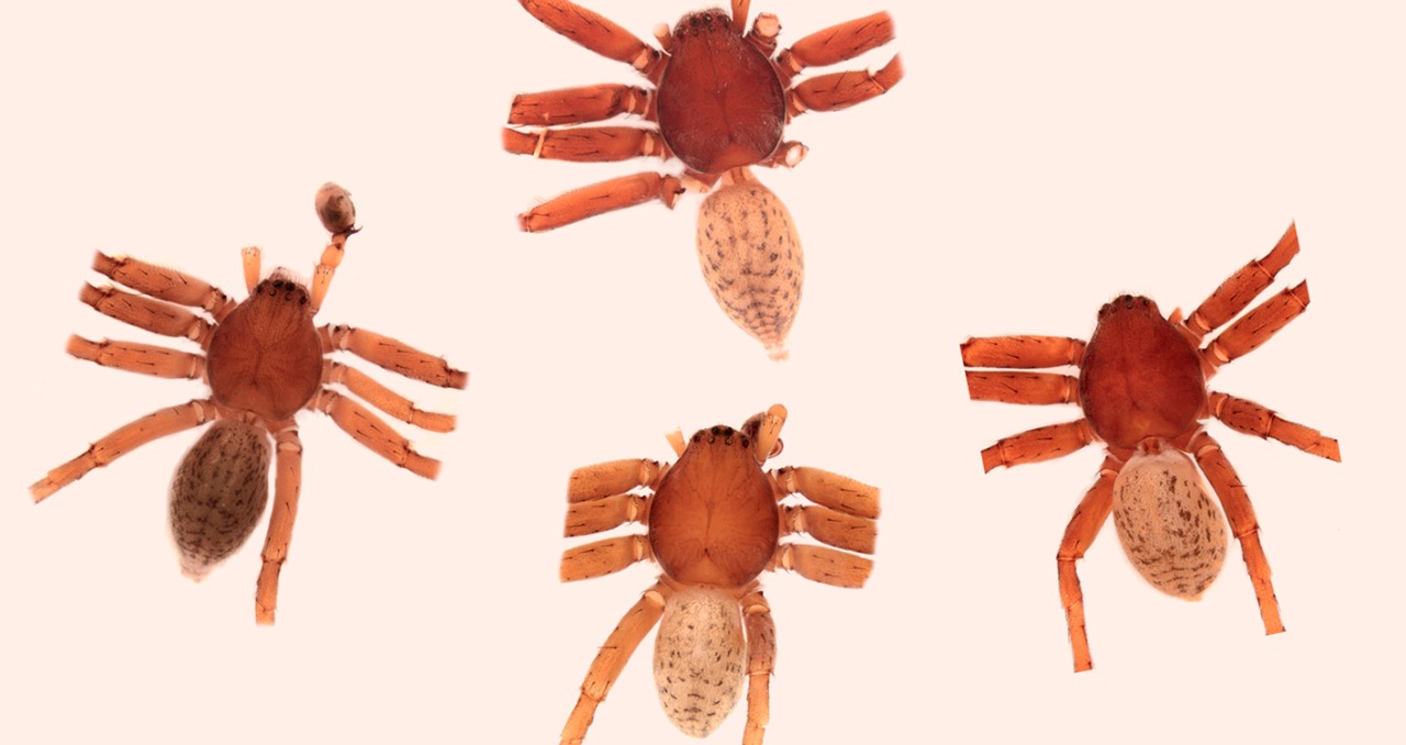 Foto: (Reprodução / Instituto Butantan)