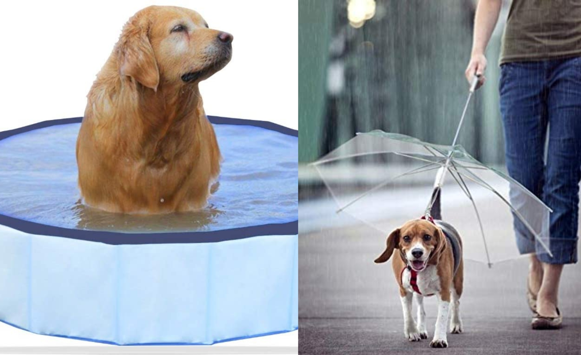 10 itens que vão garantir a felicidade do seu pet