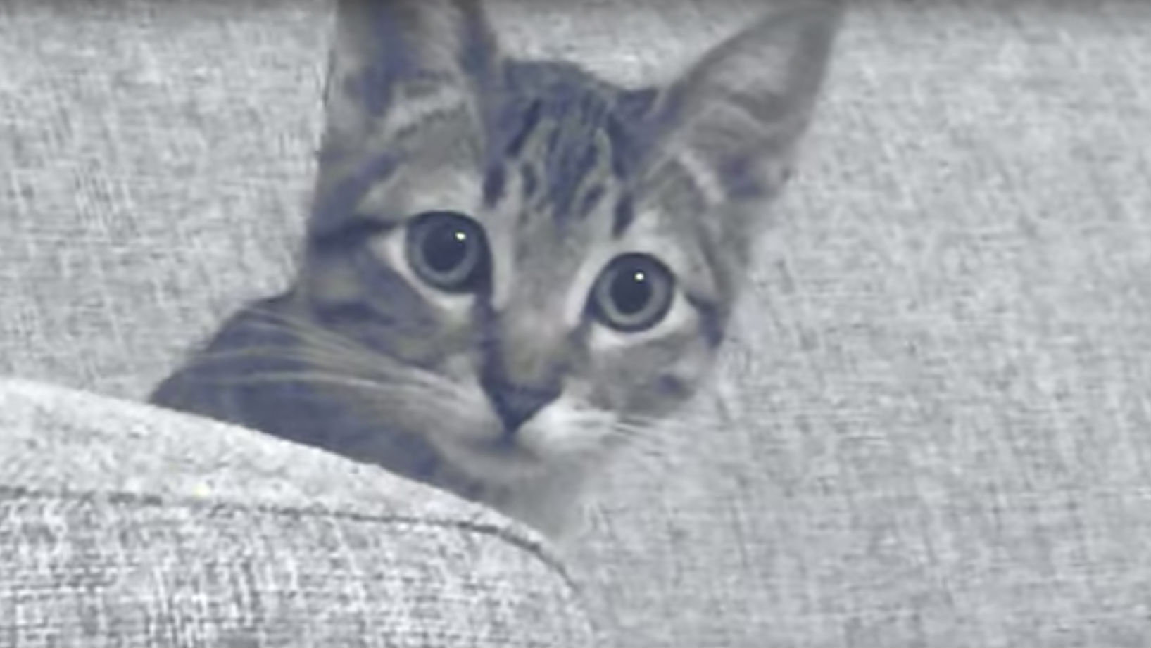 Aventuras da gatinha Fiona embalam o clipe de Medo, a nova experiência do Deb and the Mentals em português