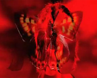 Cena do psicodélico clipe de "The Shock of Lightning", com uma borboleta monocromática saltando da tela