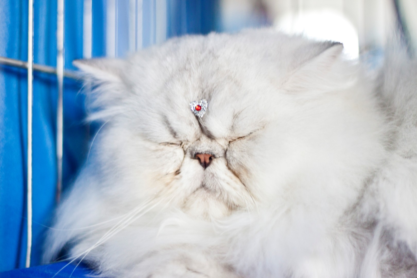 Exposição de Gatos de Raça estreou na Virada Cultural