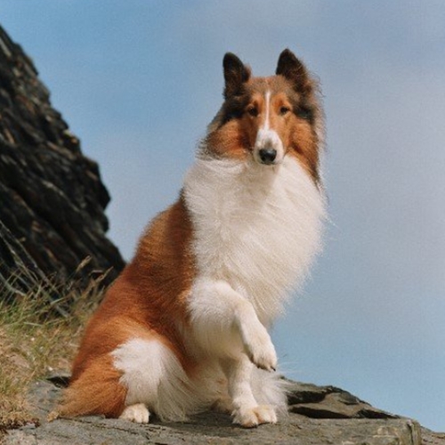 Lassie