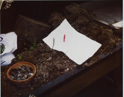 Kurt Cobain - Cena da morte