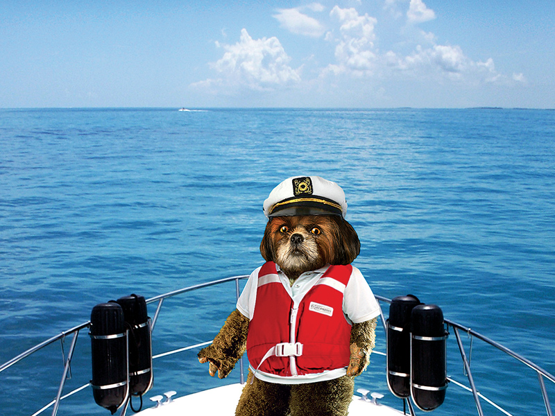 O cão Bruno Aleixo.