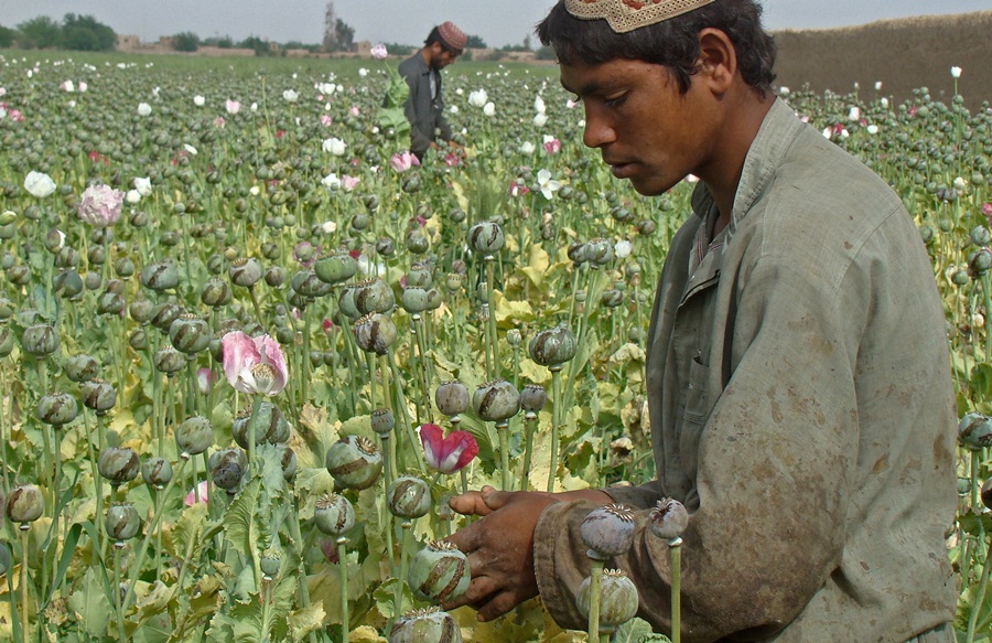 Nesta foto de abril de 2014, trabalhadores rurais colhem ópio cru em campo de papoula no sul do Afeganistão.