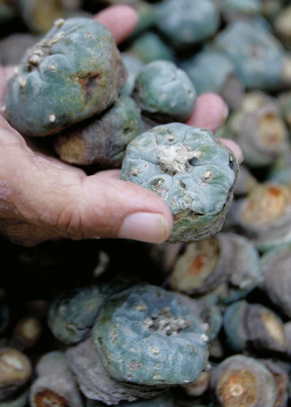 A nova revolução psicodélica