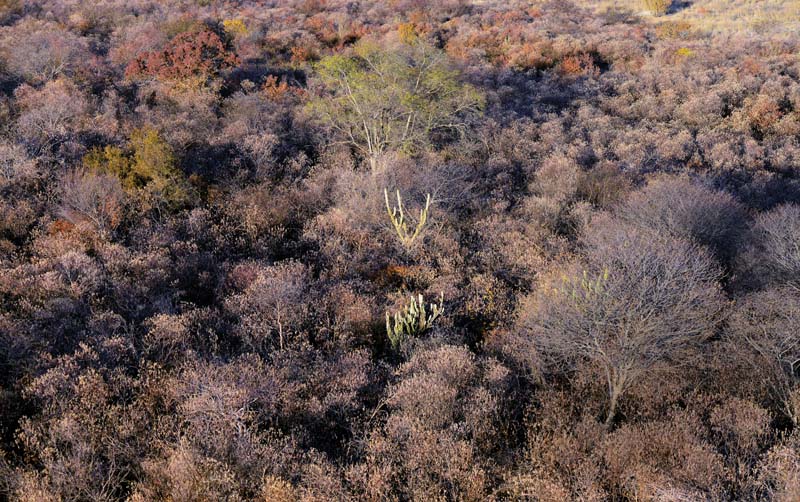 Imagem aérea do Corredor Ecológico Capivara-Confusões, na zona rural da cidade de São Raimundo Nonato, no Piauí