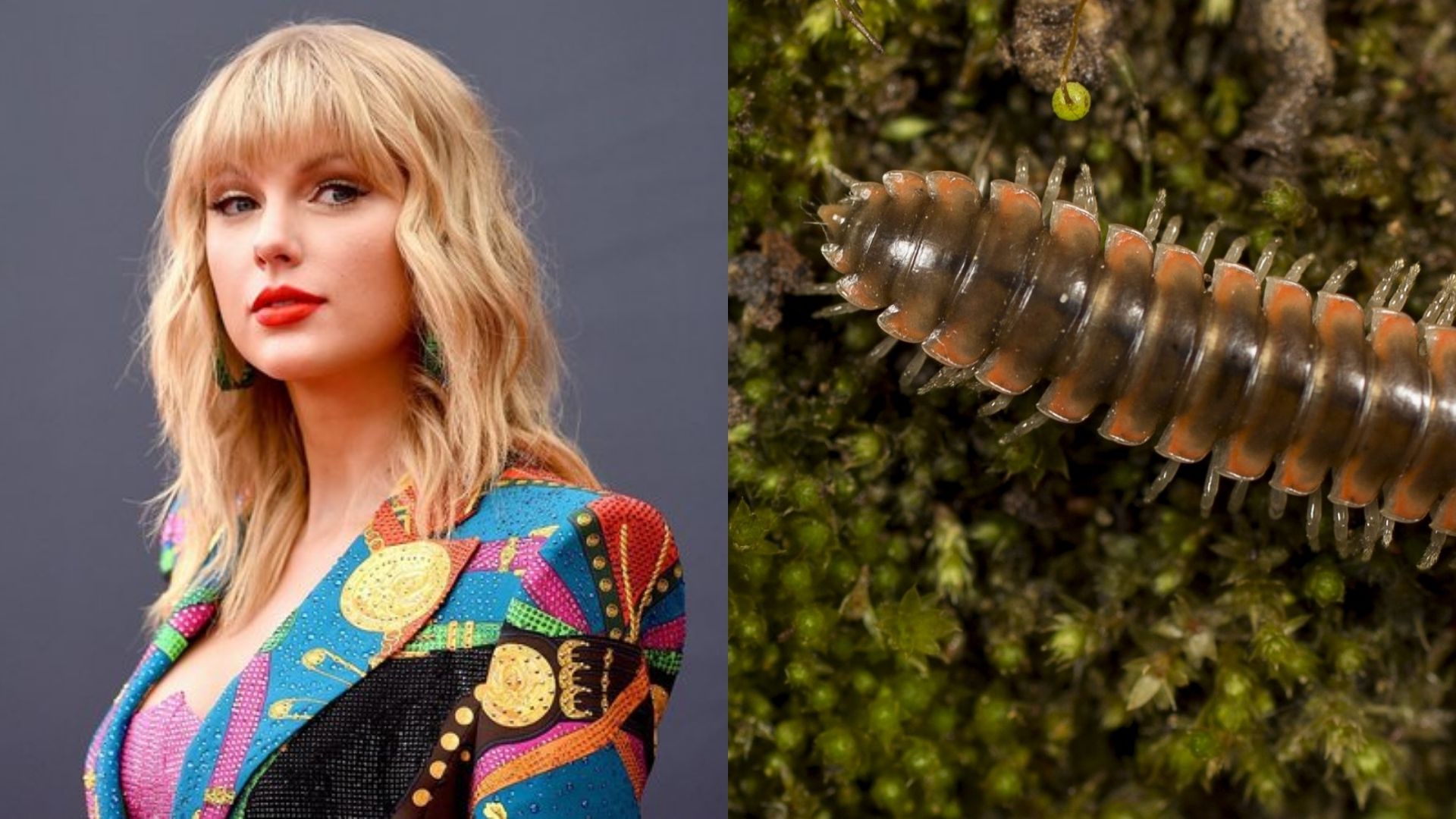 Taylor Swift (Foto: Jamie McCarthy/Getty Images) e milípede (Foto: Reprodução/Twitter)